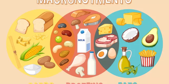 The basics of macronutrients: Carbs, Proteins, and Fats