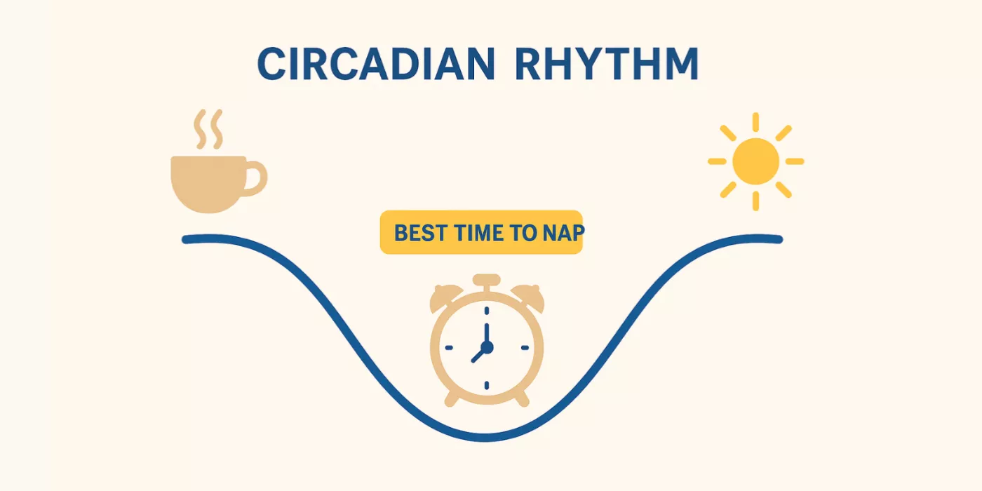 Infographic of circadian rhythm indicating optimal early-afternoon nap window