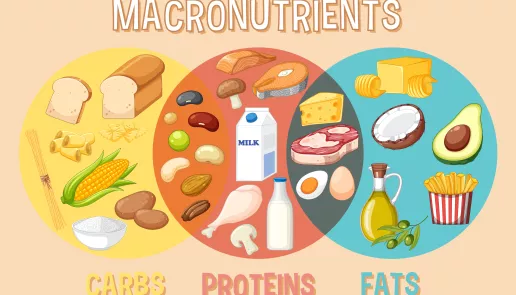 The basics of macronutrients: Carbs, Proteins, and Fats